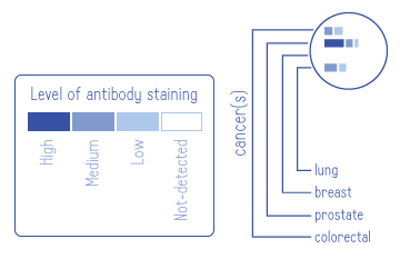 pathway diagram